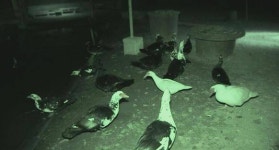  동물농장 기러기 농장 습격사건, 밤마다 핏빛으로 물들었던 이유는? 