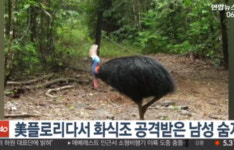  화식조에 공격 받은 美 남성 사망…어떤 새길래? 위험한 새 1순위 