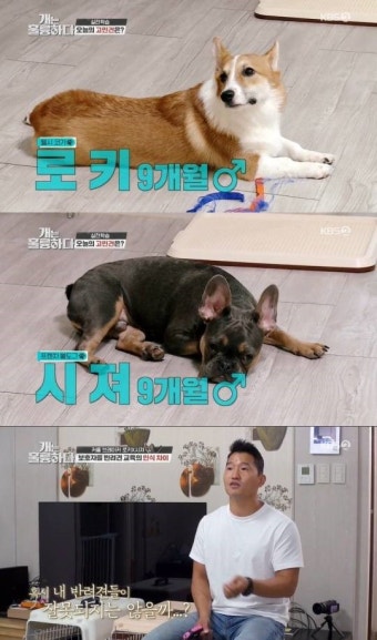 '개훌륭' 강형욱, 두 반려견 독박육견·격한 싸움 고민에 