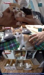 동물농장 고양이 12마리+강아지5마리 꼬물이 대가족 다 다른 장소에서 온 애들