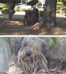 동물농장 도어락 누르는 고양이 돼범이·여수 누더기견의 견생역전