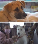 동물농장 마마무 솔라·문별, 셀럽 절미 만나다+해외 입양견들 사연까지 뭉클