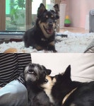 동물농장 파괴왕 대박이·불면증 시달리는 백억이, 어떤 사연 있을까