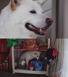 동물농장 파괴왕 대박이·불면증 시달리는 백억이, 어떤 사연 있을까