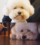 동물농장 승마장 사랑둥이 몽이·기침 소리에 깜짝 태리 사연은?