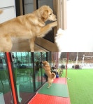 동물농장 현관문부터 자동문까지!…모든 문 여는 만능키 순이