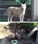 동물농장 어미 백구와 8마리 꼬물이들, 구조 나선다