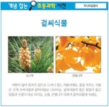 [개념 잡는 초등과학 사전] 겉씨식물