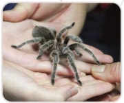 [교실 밖 체험 학교] 주필 거미 박물관