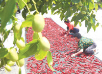 대추나무 아래 고추 말리기