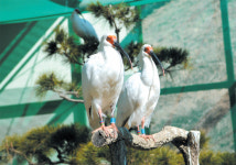 날 보러 와요! 창녕 우포늪 따오기, 내달 4일 일반 공개