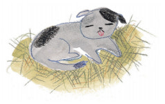  [탈무드 속 가치학교] 떠돌이 개 