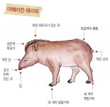  [동물들에게 물어봤어?] 아메리칸 테이퍼야, 신기하게 생겼는데 어떤 동물이니? 