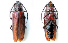 장수하늘소, 생태의 신비를 담다