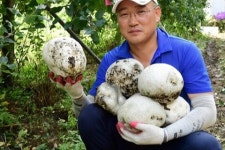 희귀종 댕구알 버섯 남원·거제서 잇따라 발견