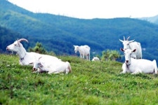 알프스인줄!···