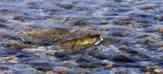 내 고향 남대천으로··· 산란 위해 귀향하는 연어