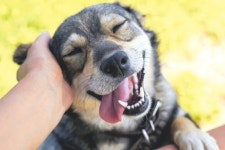 [ 내 가족이 되어주개! ] 나의 친구, 나의 강아지