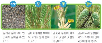[ 식물백과 ] 언제나 푸르른 으뜸 나무