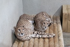 일본서 건너 온 치타 자매 베니와 코니