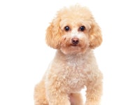 [ 내 가족이 되어주개! ] 엄청 다양한 품종