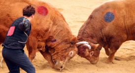 젖먹던 힘까지··· 2022년 청도 소싸움 경기