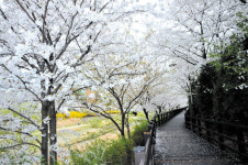 경기옛길 꽃과 만나는 도보여행