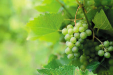 신이 내린 과일 포도 알고 먹으면 더 맛있어요!