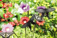 나비와 함께 미리봄···