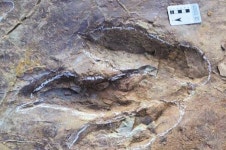 군산시, 산북동서 발견된 공룡·익룡 발자국 화석 산지 31일부터 일반에 공개