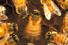 꿀벌이 추는 8자 춤 은 사회적 학습의 결과