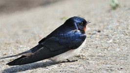 강남 갔던 제비···  못 오는거니? 안 오는거니?