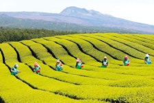 제주 오설록농장 해차 수확 한창