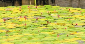 꽃망울 터뜨린 강릉 순포습지 순채