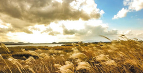 바람에 살랑살랑··· 닮은 듯 다른 매력으로 손짓