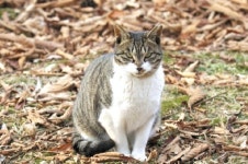 농림축산식품부, 길고양이 돌봄 가이드라인 발표