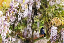 꽃향기가 보이는 듯!···