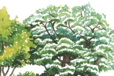 「동시로 만나는 문화유산」김해 신천리 이팝나무