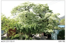 「동시로 만나는 문화유산」김해 신천리 이팝나무