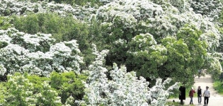 벚꽃 다음은 내 차례··· 초여름 반기는 이팝나무