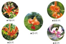 여름꽃 대표 주자 나리를 아시나요?