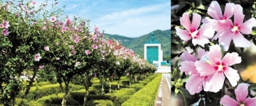 피고 지고 또 피는 무궁화 끈기의 상징으로 겨레의 꽃 되다