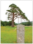 「식물로 보는 한국사 이야기」정이품 벼슬을 받은 소나무