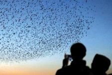 겨울 진객 철새들아 반가워!