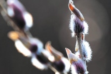 화사한 꽃망울 터트린 버들강아지