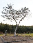 「식물로 보는 한국사 이야기」역사의 현장을 지켜본 서울 재동의 백송