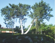 「식물로 보는 한국사 이야기」역사의 현장을 지켜본 서울 재동의 백송