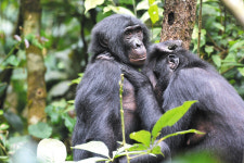 암컷 보노보, 수컷보다 권력 우위 비밀은?