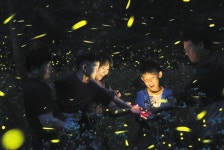 반딧불이 80마리면 천자문을 읽을 수 있다고?