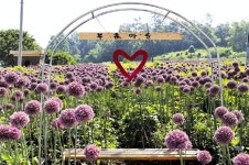 20~22일, 강진 부흥마을 코끼리마늘꽃 축제